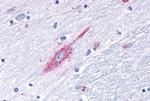 MRGD Antibody in Immunohistochemistry (Paraffin) (IHC (P))