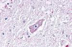 MRGD Antibody in Immunohistochemistry (Paraffin) (IHC (P))
