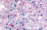GPR50 Antibody in Immunohistochemistry (Paraffin) (IHC (P))