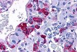 PACAP Receptor Antibody in Immunohistochemistry (Paraffin) (IHC (P))