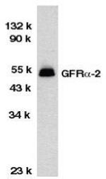 GFR alpha-2 Polyclonal Antibody