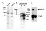 BARD1 Antibody in Western Blot (WB)