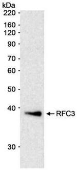 RFC3 Antibody in Western Blot (WB)