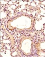 PHD2 Antibody in Immunohistochemistry (Paraffin) (IHC (P))
