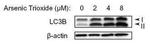 LC3B Antibody in Western Blot (WB)