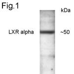 LXR alpha Antibody in Western Blot (WB)