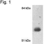 CYP1A2 Polyclonal Antibody