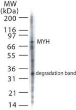 MUTYH Polyclonal Antibody