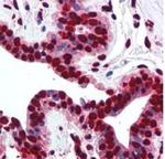 Histone H2A.X Polyclonal Antibody