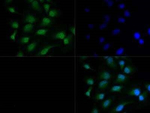 HDAC3 Polyclonal Antibody