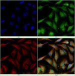HDAC6 Polyclonal Antibody