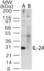 IL24 Polyclonal Antibody