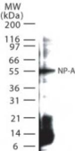 Influenza A NP Polyclonal Antibody