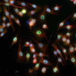 MyD88 Polyclonal Antibody