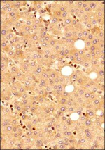MyD88 Antibody in Immunohistochemistry (Paraffin) (IHC (P))