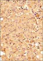 MyD88 Antibody in Immunohistochemistry (Paraffin) (IHC (P))