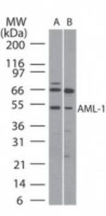 RUNX1 Polyclonal Antibody