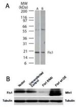 FIS1 Antibody in Western Blot (WB)