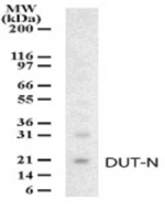 DUT Polyclonal Antibody