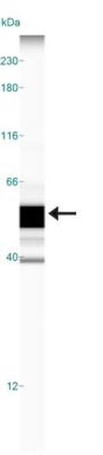 CCR10 Antibody in Western Blot (WB)
