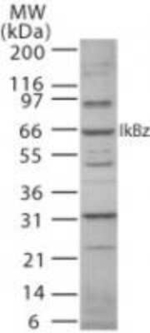 IkB zeta Polyclonal Antibody