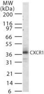 CXCR1 Polyclonal Antibody