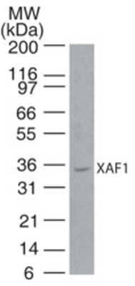 XAF1 Antibody in Western Blot (WB)