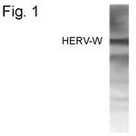 Human Endogenous Retrovirus Polyclonal Antibody