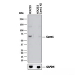 PRMT4 Antibody in Western Blot (WB)