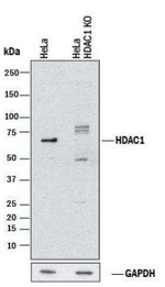 HDAC1 Antibody in Western Blot (WB)