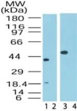 MAPKAP1 Polyclonal Antibody