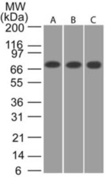 CaMKII beta Antibody in Western Blot (WB)