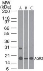 AGR2 Antibody in Western Blot (WB)