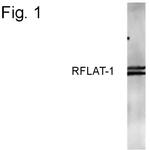 RFLAT-1 Polyclonal Antibody