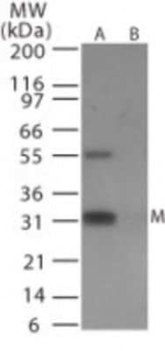 Influenza A H6N1 MP1 Polyclonal Antibody
