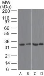 CD267 (TACI) Polyclonal Antibody