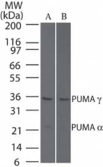 PUMA delta/gamma Polyclonal Antibody
