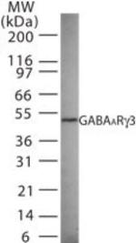 GABRG3 Antibody in Western Blot (WB)