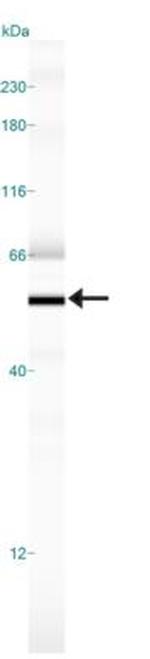 Nogo-A/B Antibody in Western Blot (WB)