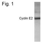 Cyclin E2 Polyclonal Antibody