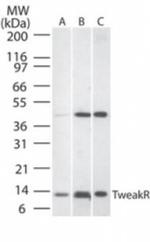 CD266 Polyclonal Antibody
