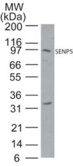 SENP5 Polyclonal Antibody
