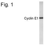 Cyclin E Polyclonal Antibody