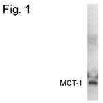 MCT1 Antibody in Western Blot (WB)