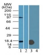 IFITM3 Polyclonal Antibody