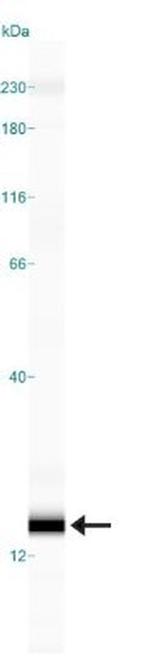 IFITM3 Antibody in Western Blot (WB)