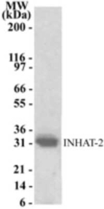 NOC2L Polyclonal Antibody