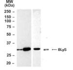 BAFF Polyclonal Antibody