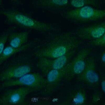 Raptor Antibody in Immunocytochemistry (ICC/IF)