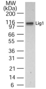 DNA Ligase I Antibody in Western Blot (WB)